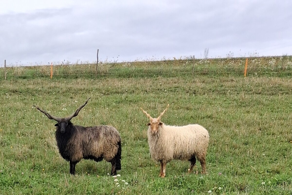Racka