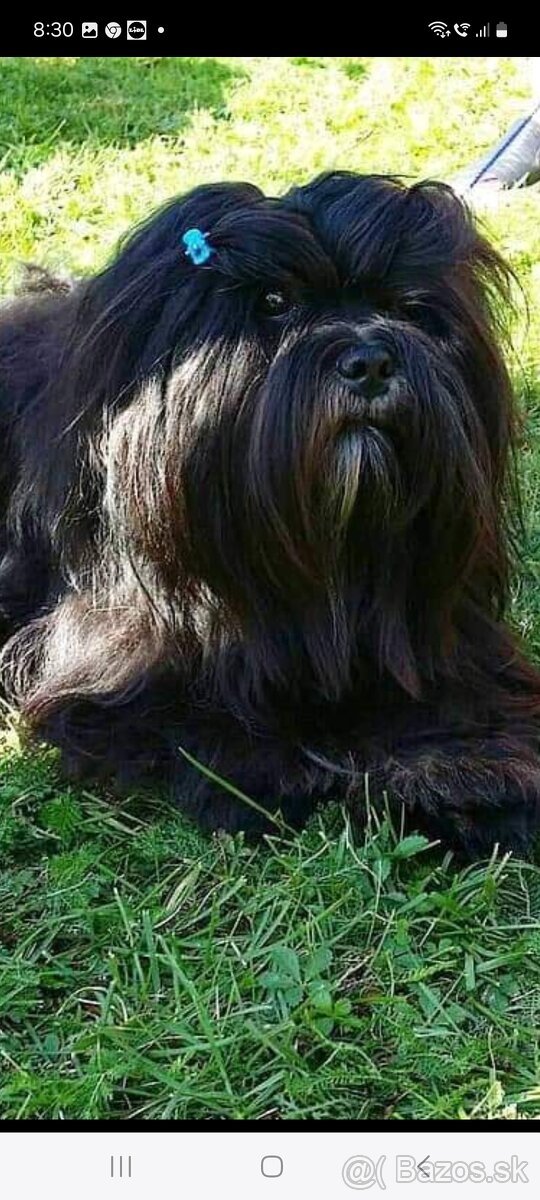 Lhasa apso krytie