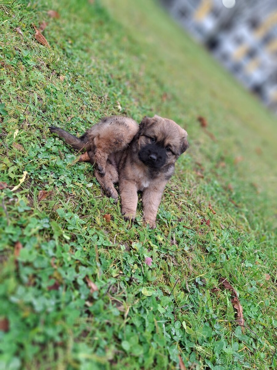 Predam kríženca steniatko