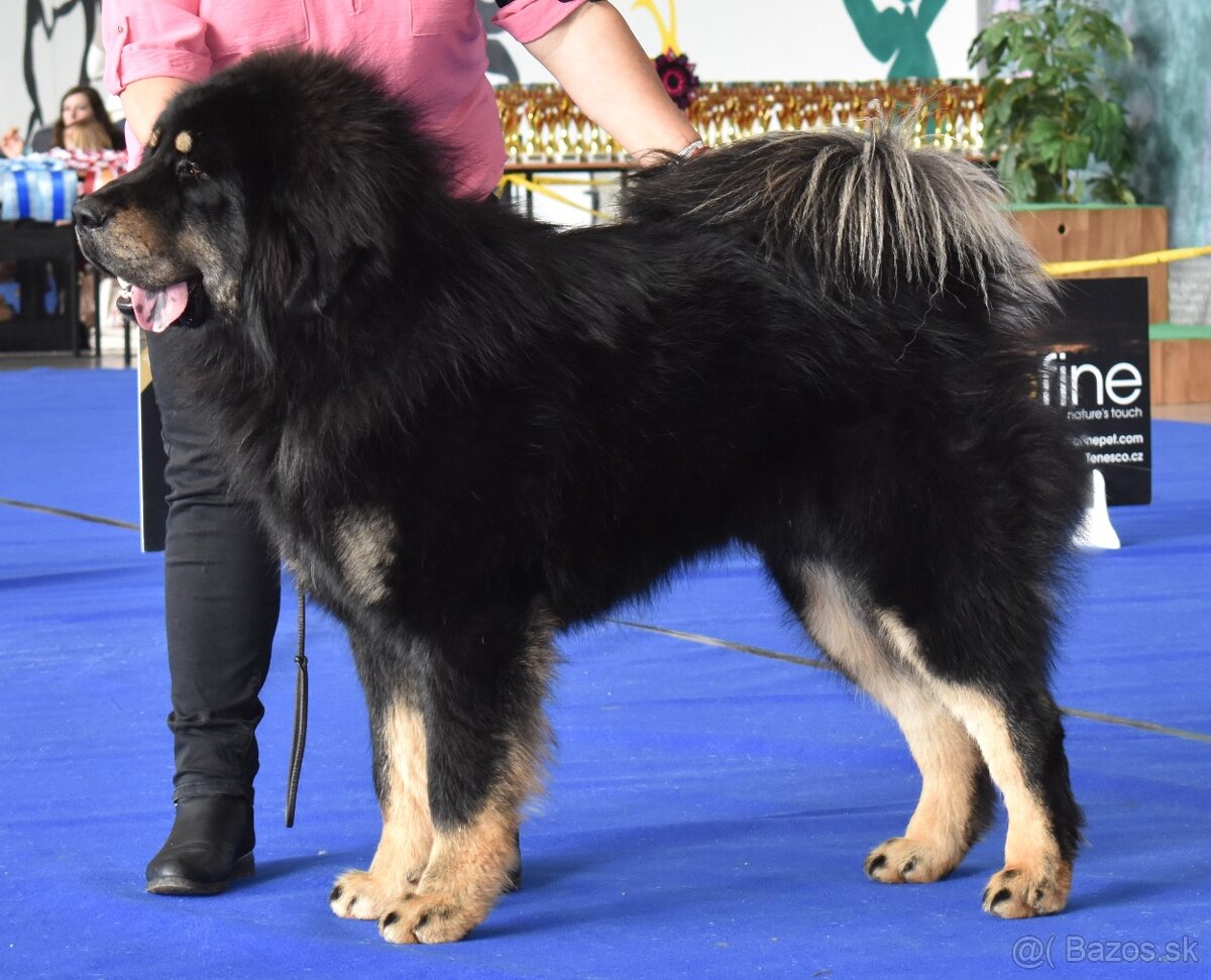 Tibetská doga šteňatá s PP (FCI) 2025/26