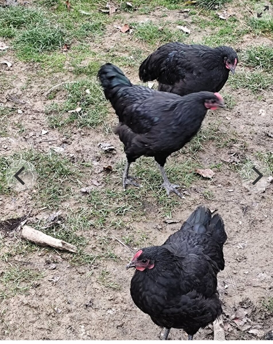 Australorpka veľká čierna