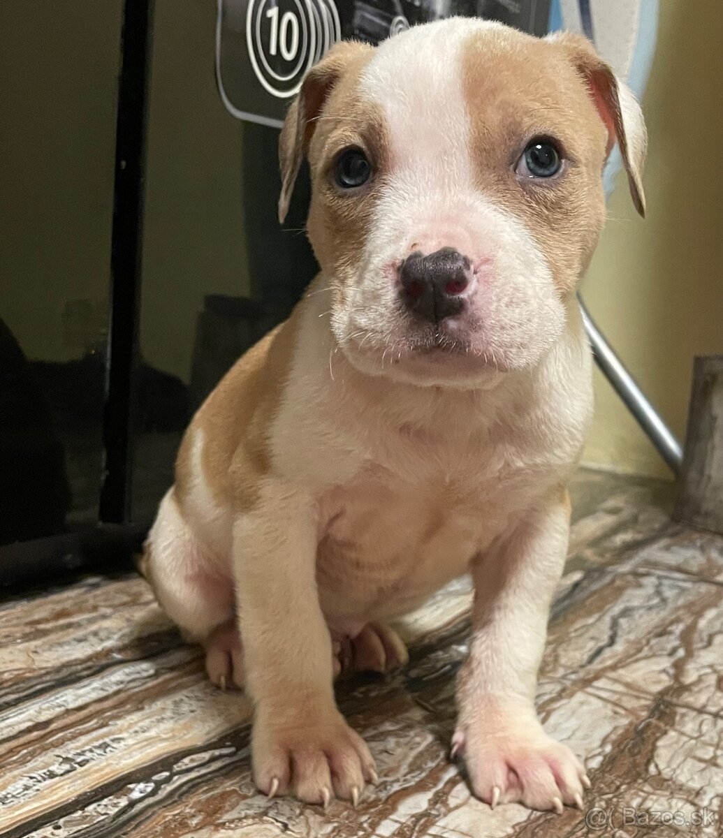 Americký stafordšírsky teriér, Amstaff, Staford