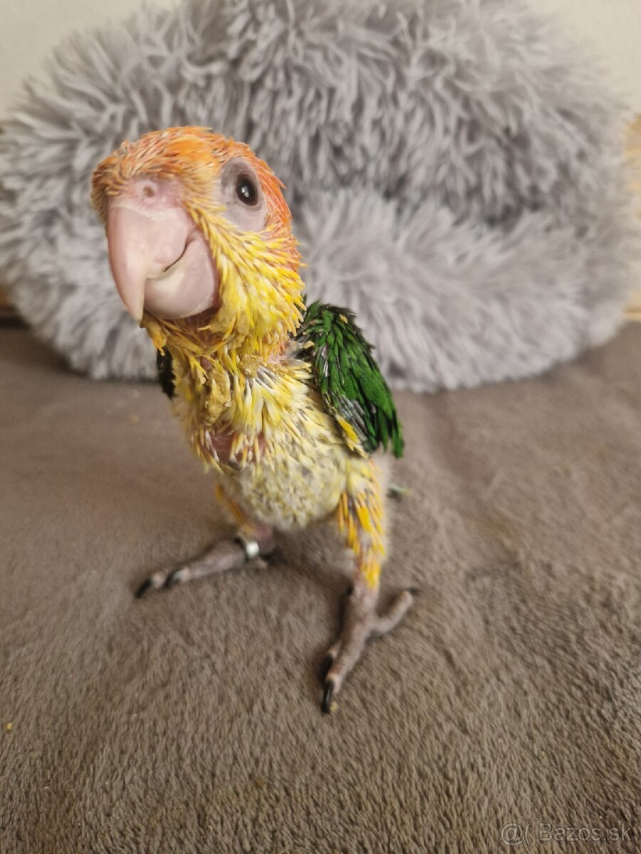 Amazonik bielobruchy