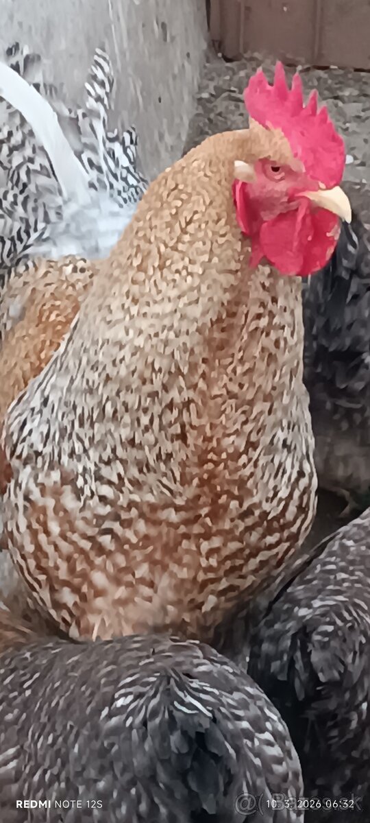 Kohut bielefeldka velka