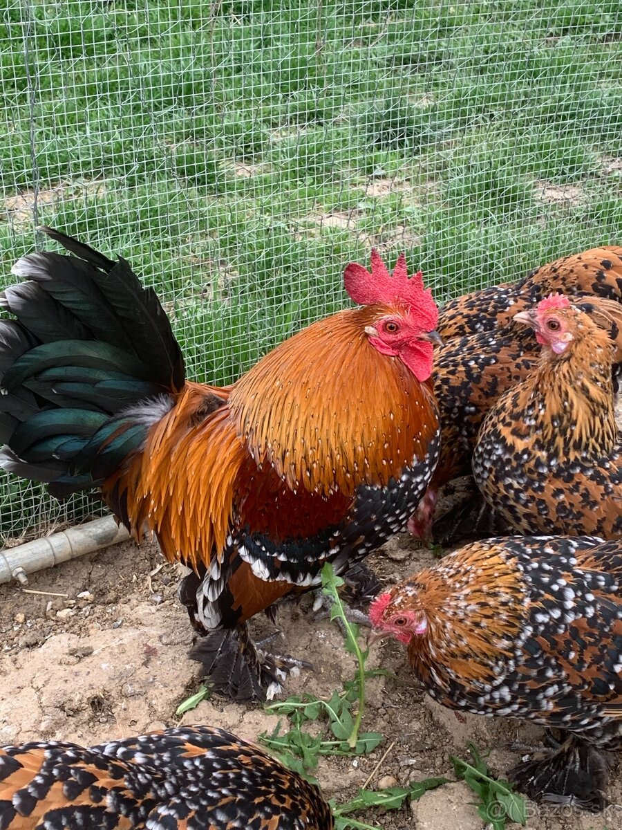 Kohútiky Milflérky papučkovej