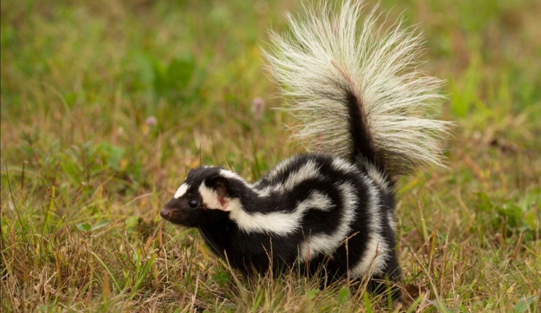 Skunk
