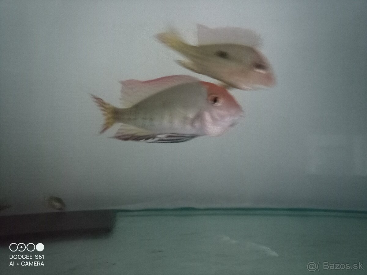 Geophagus red head tapajos + skalare