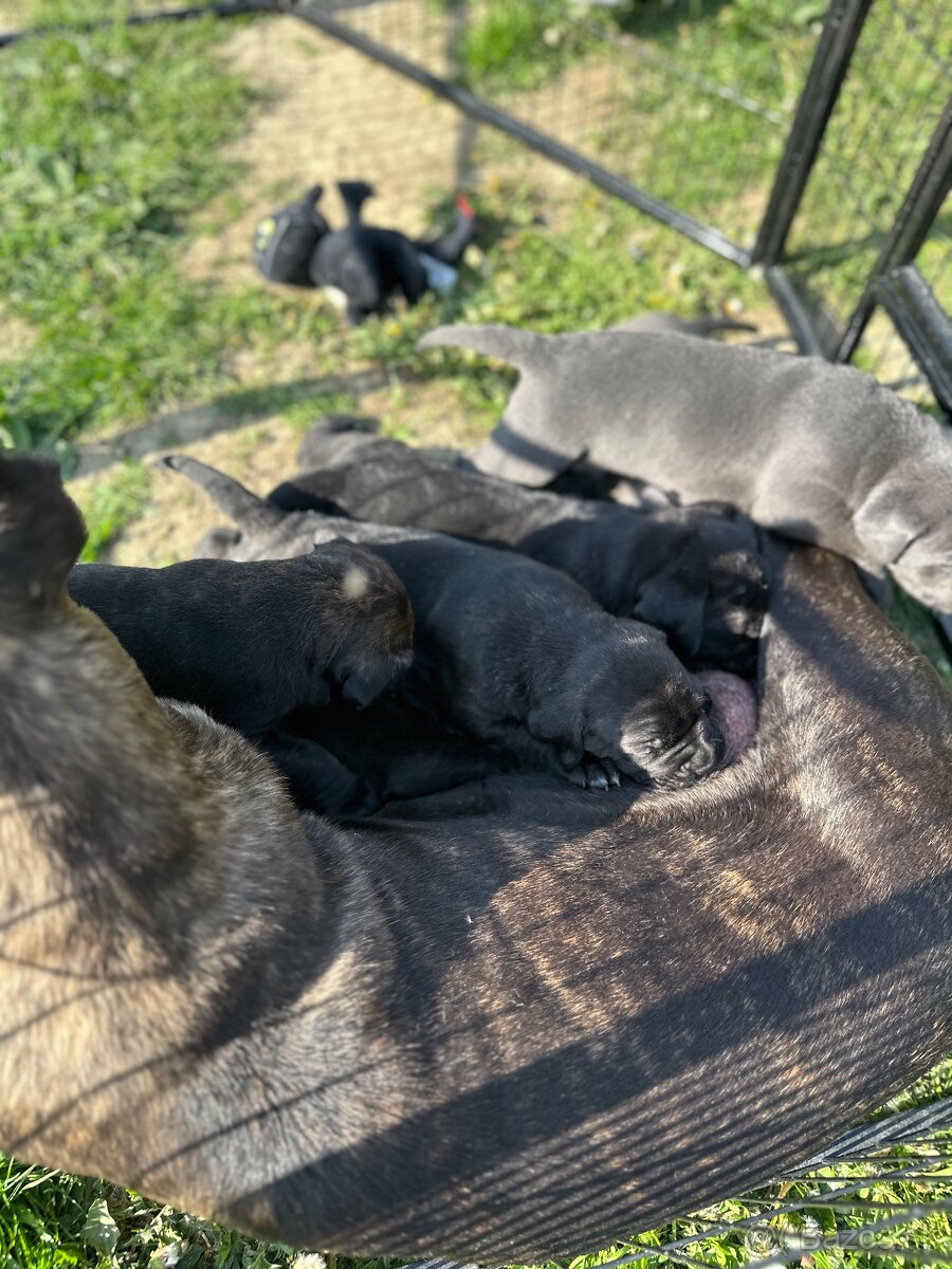Predan CC steniatka