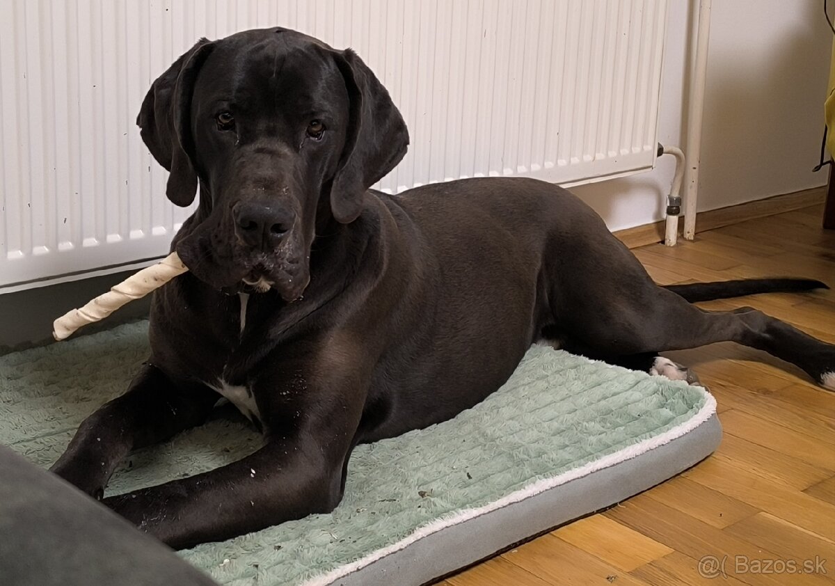 Nemecká doga