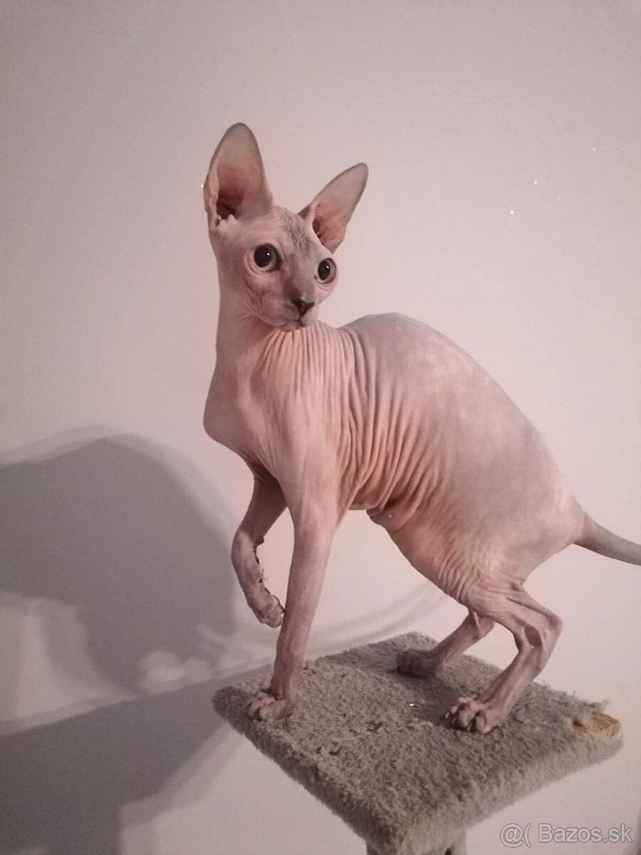 Krytie sphynx