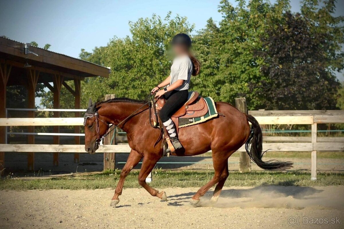 Predám valacha quarter horse