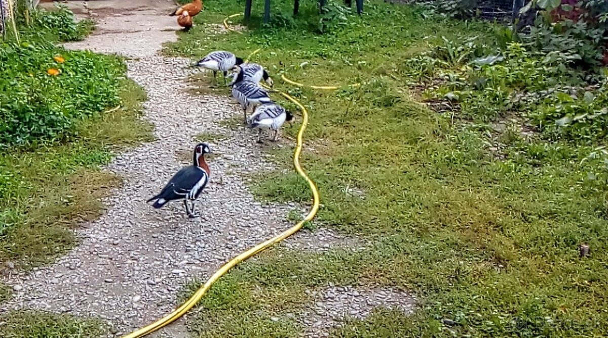 Bernikla Bielolíca / Kačica Mandarínska / Kanadská hus/ Husi