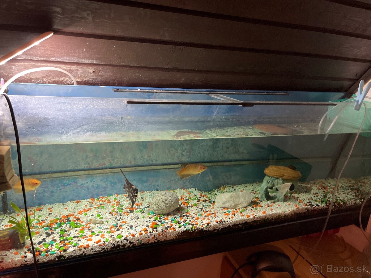 Sladkovodné akvarium