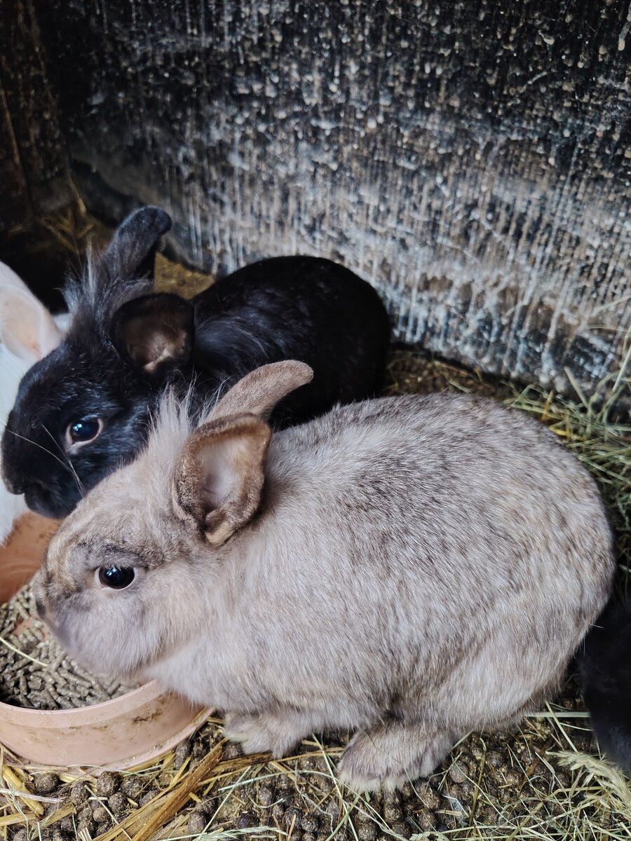 Predám párik zakrslých zajacov