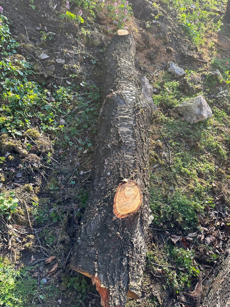 Čerešňové drevo