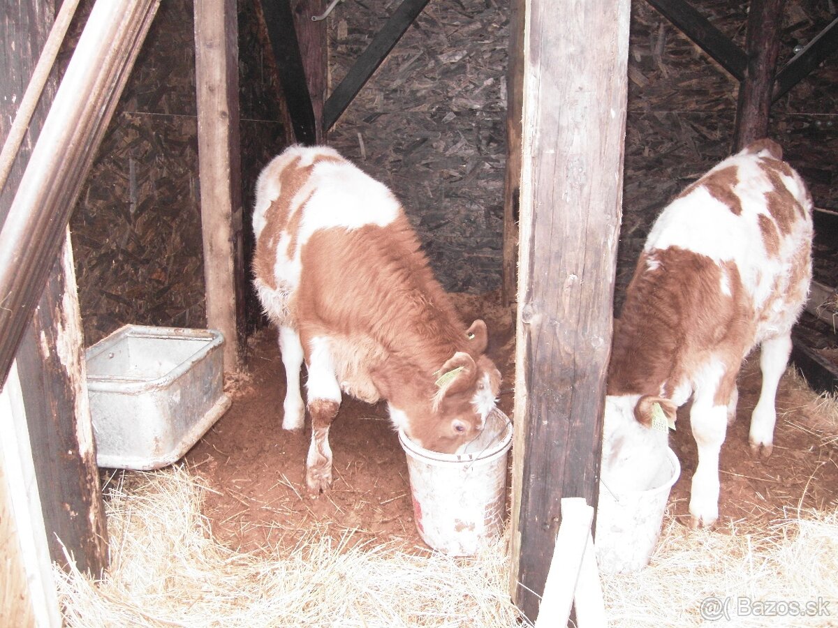 BRIGADA NA FARME Z UBYTOVANIM AJ PRE CUDZINCOU