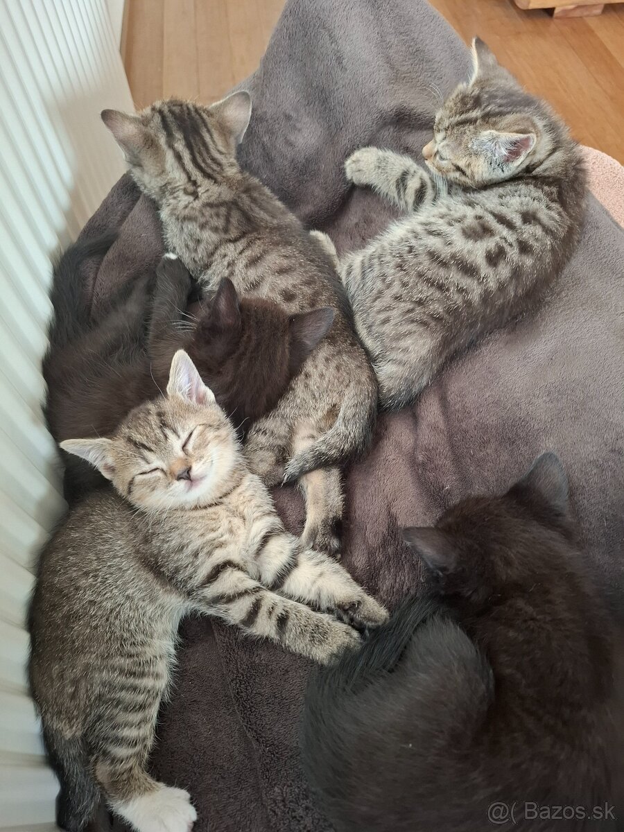 Maciatka