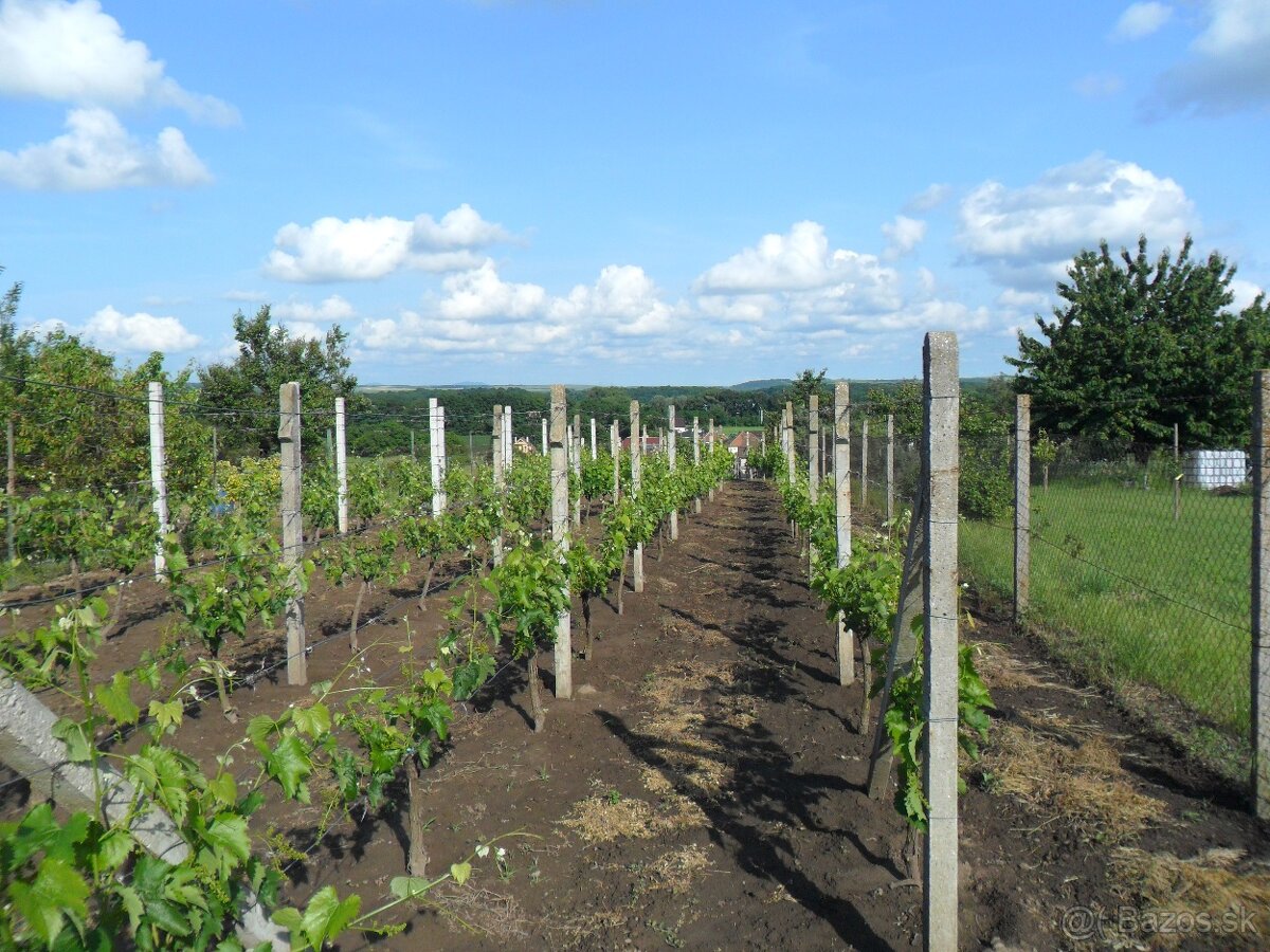 predám záhradu s vinicou
