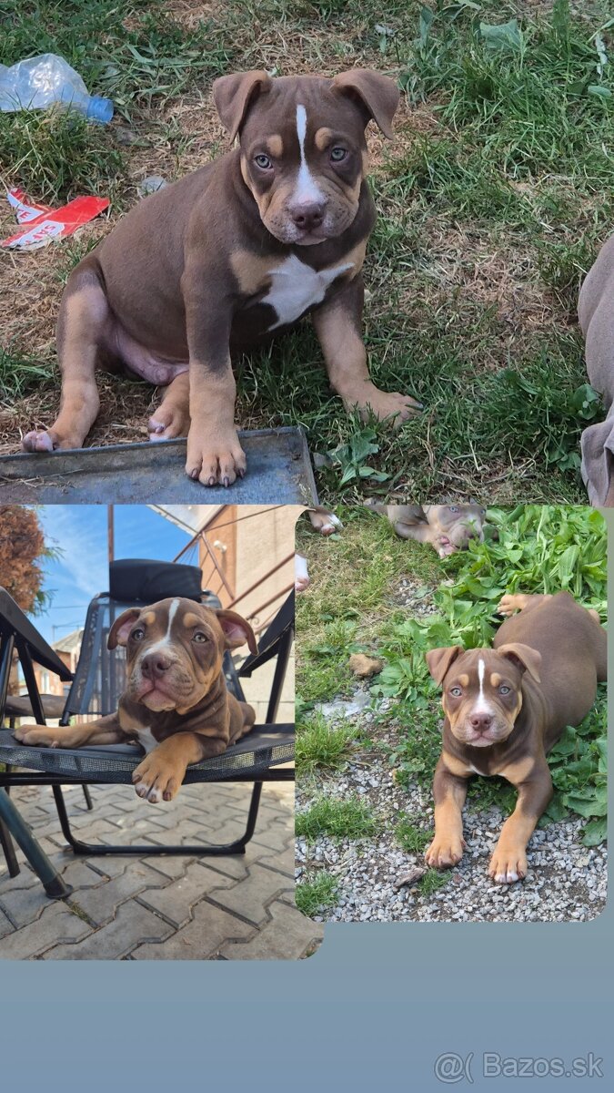 American bully