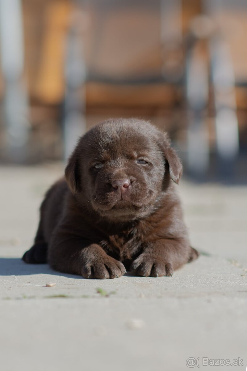Labrador retriever s PP,  Labradorsky retriever