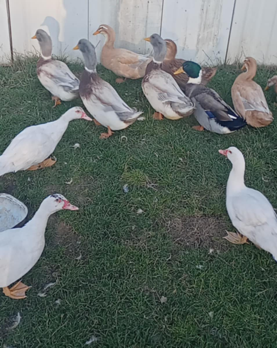 Saska kacka , ruanska kacka, činska kacka