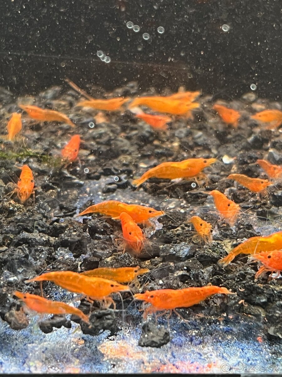 Krevetky Neocaridina