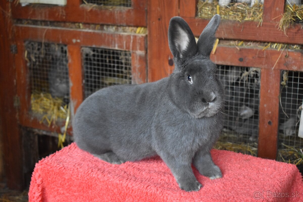 Predam Viedensky modry