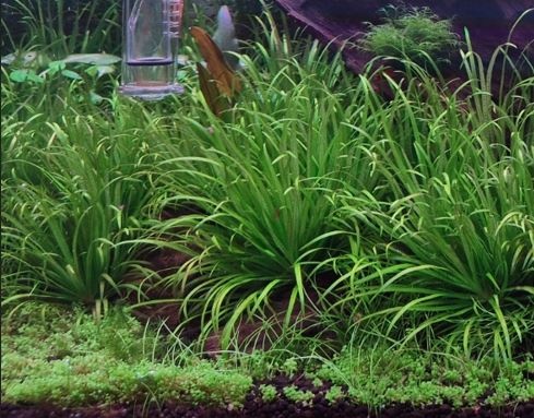 Akvarijni rostlina Blyxa Japonica