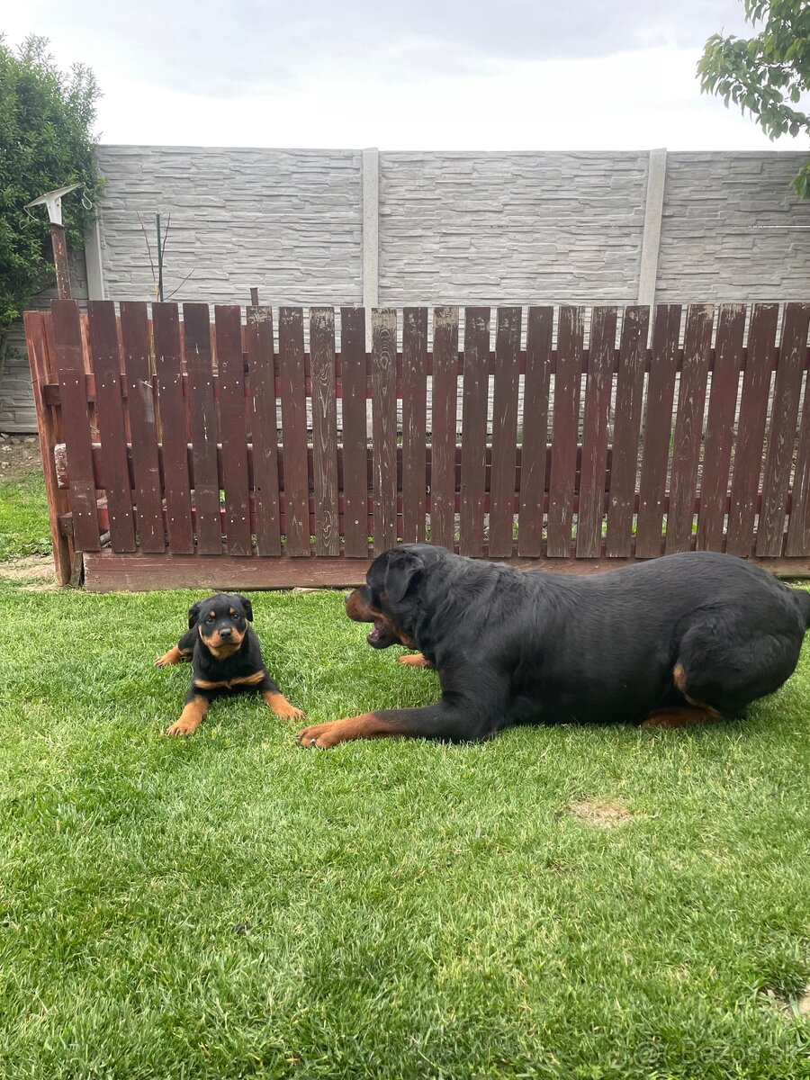 Rotvajler, Rtw, Rottweiler