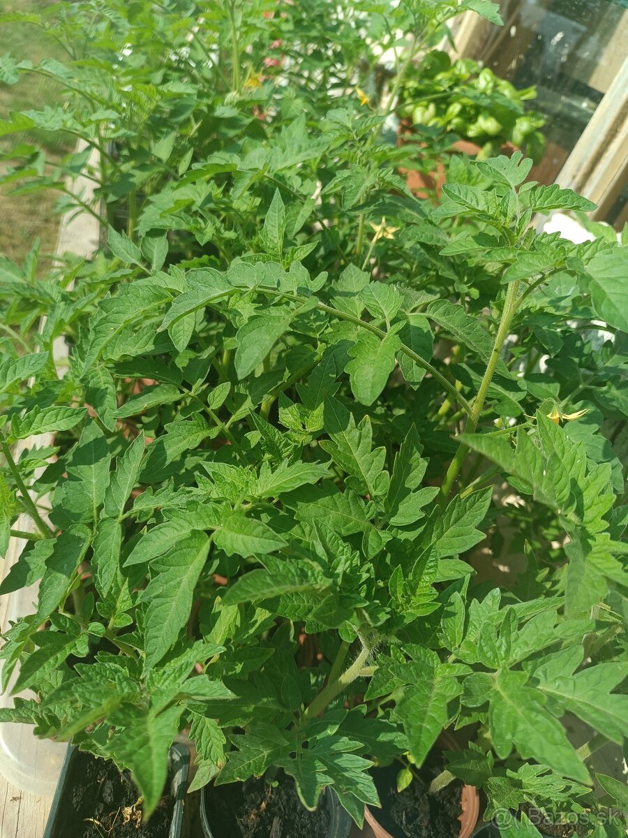 Planty priesady rajciny paradajky