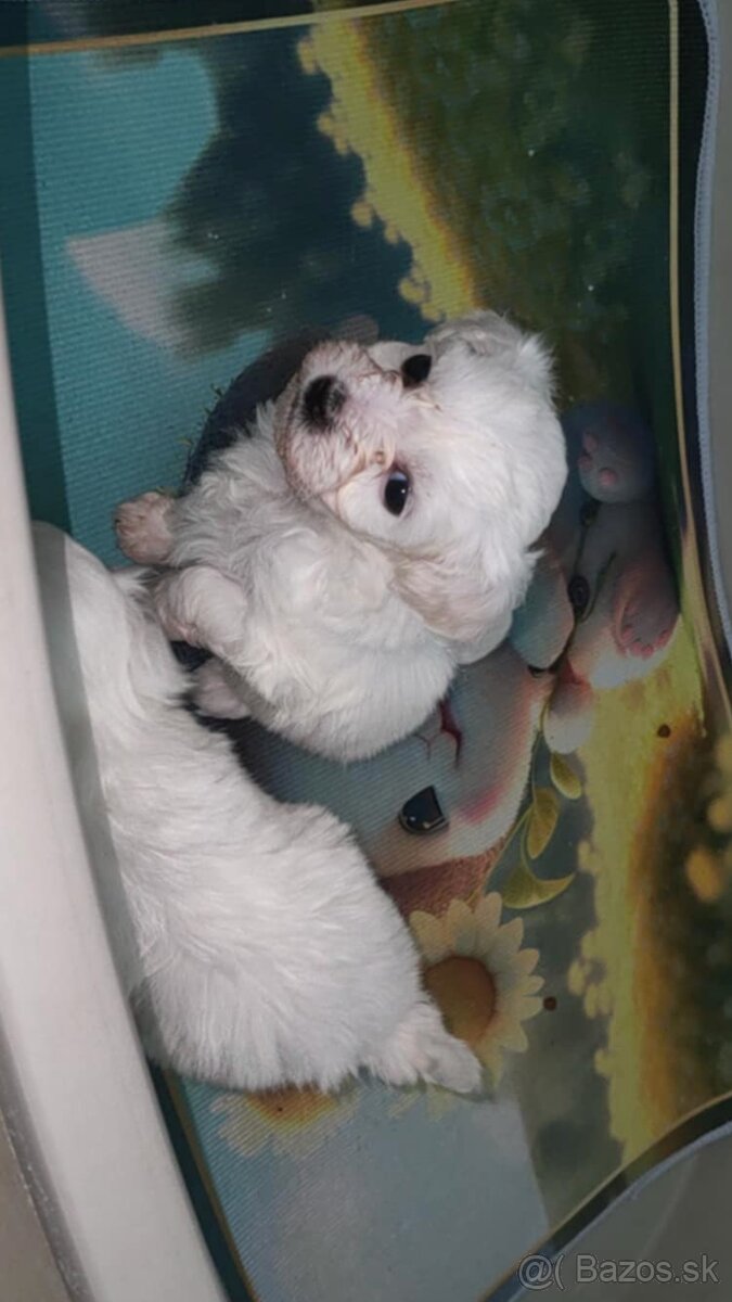 Mini maltezak steniatka