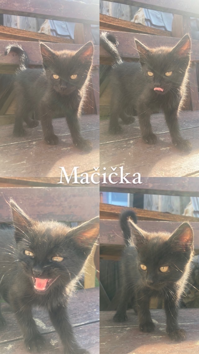 Darujem mačiatka