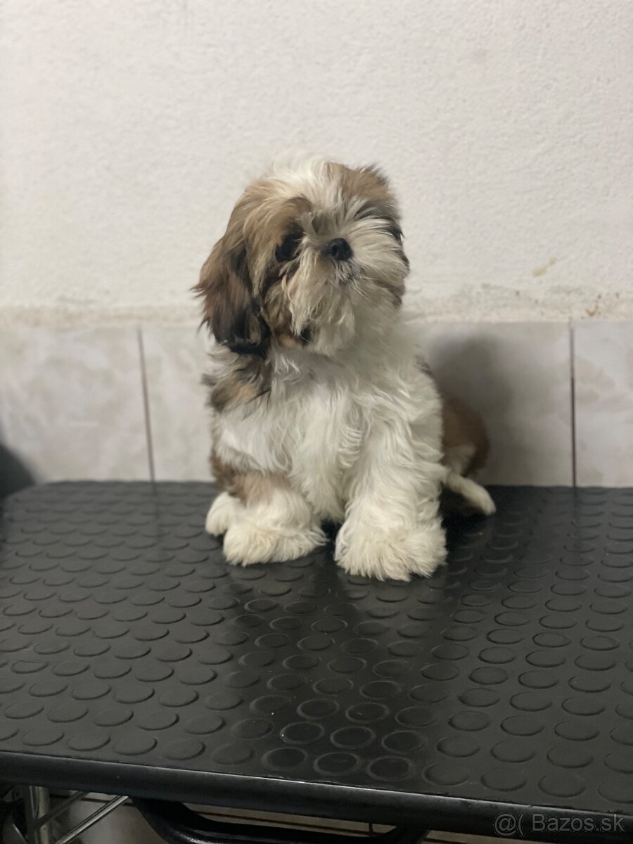 Shih-tzu fenka s PP (shihtzu, shih tzu , šicu, sicu)