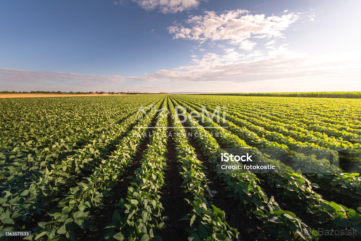 Pozemok Veľké Leváre