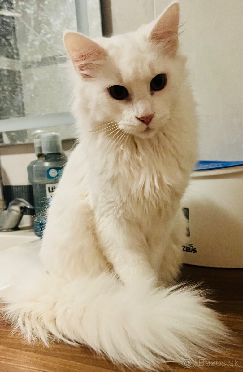 PREDÁM BIELEHO Maine coon