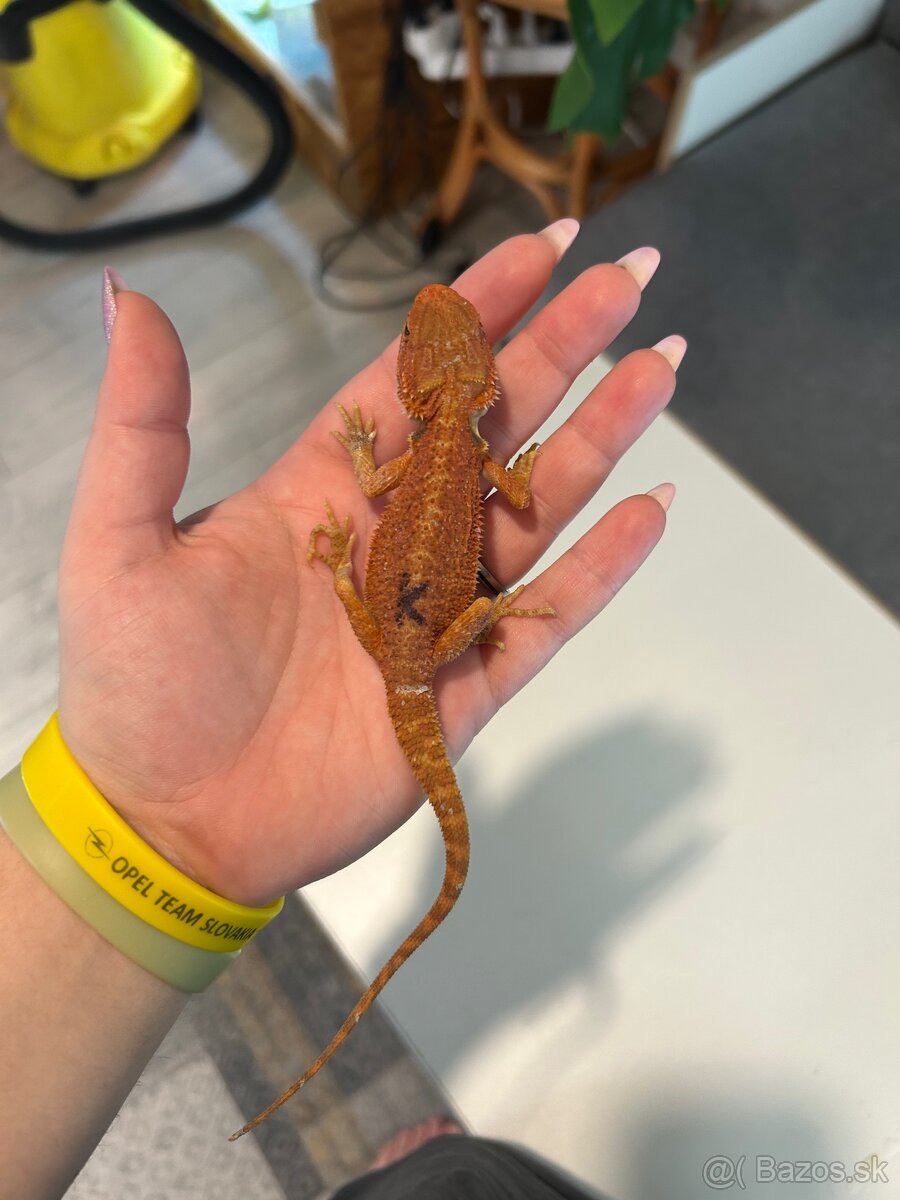Agama bradatá samček