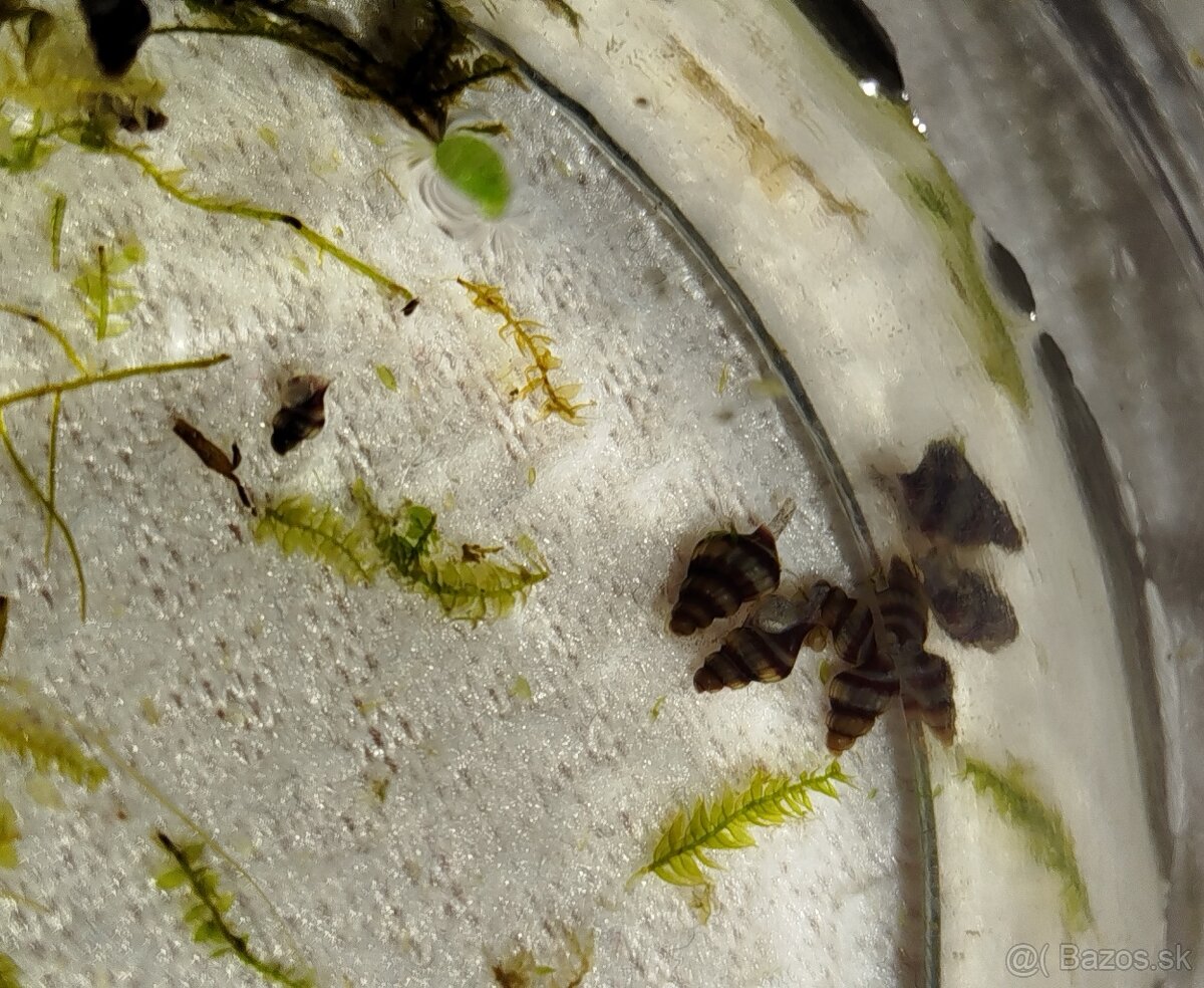 Clea helena – dravé slimáky proti premnoženiu