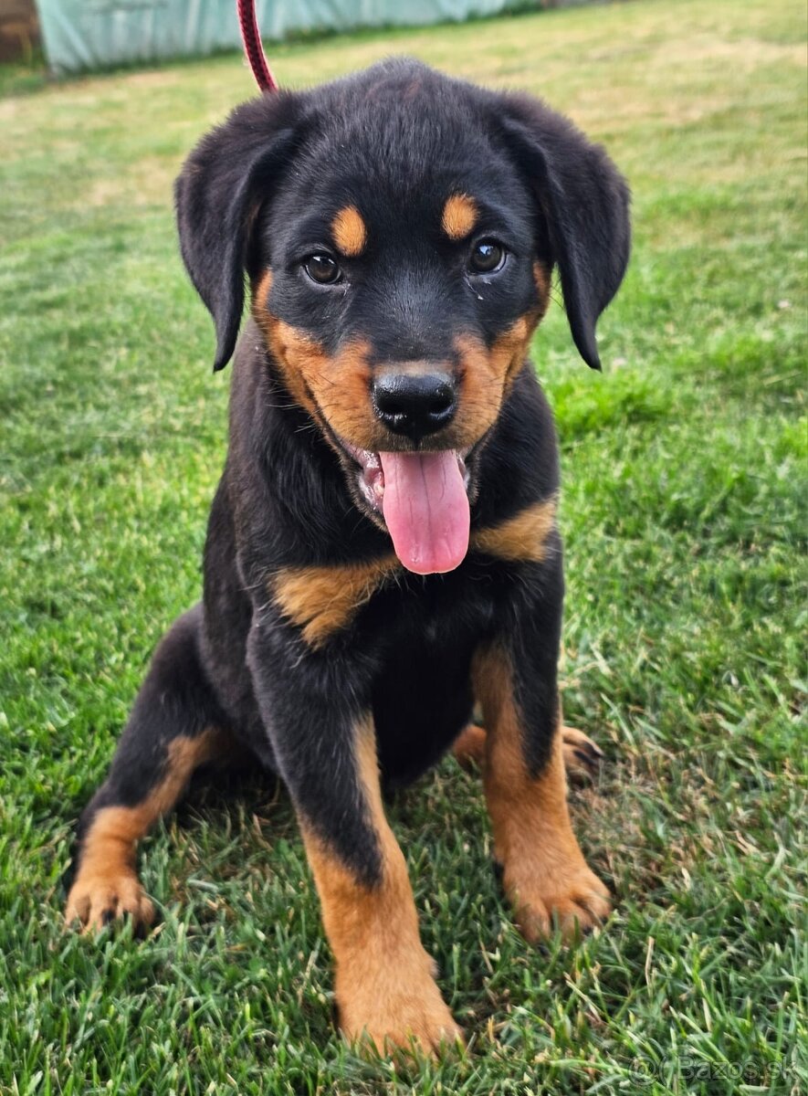 Rotvajler,rotveiler,rotvailer,rotwailer,rotweiler na predaj.