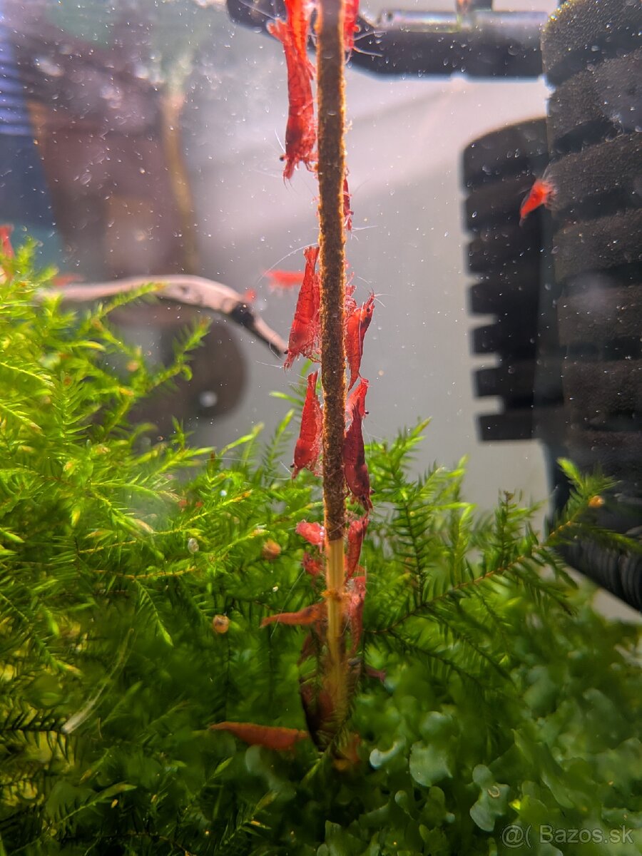 Krevety red cherry 1.5€