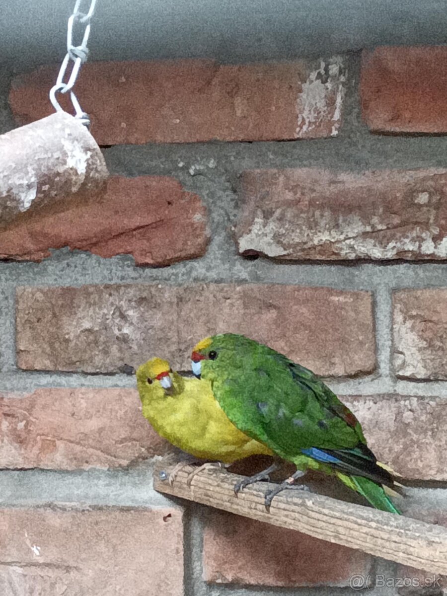 Kakariky