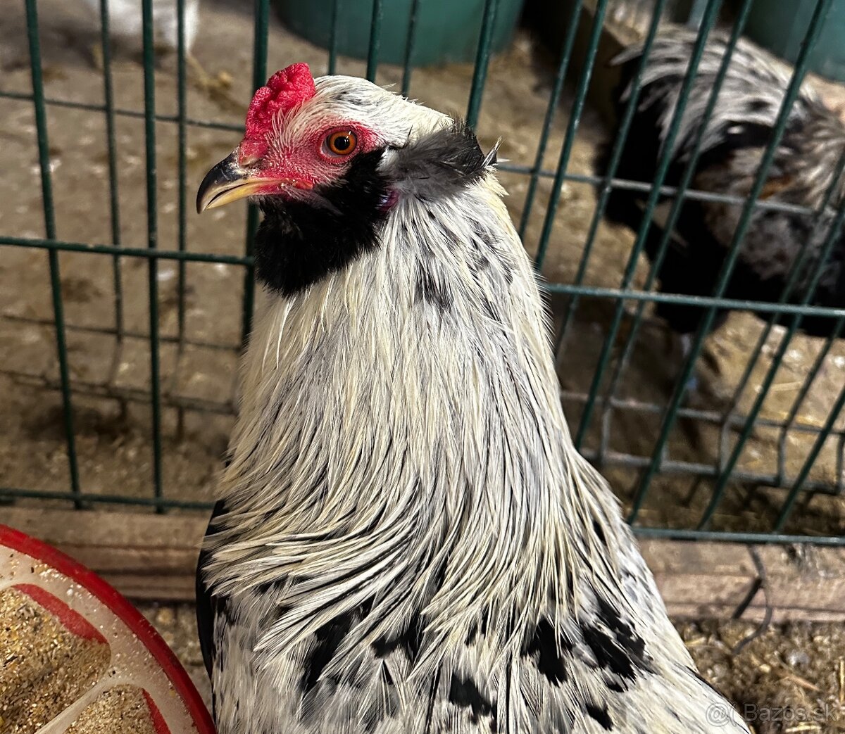 Araucana strieborna 1/4