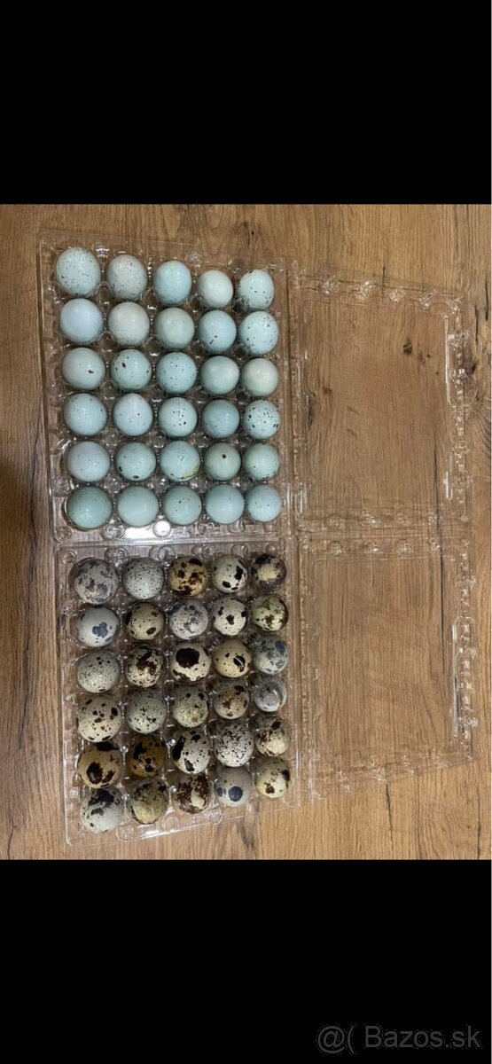 Nasadove Vajicka prepelice Celadon a Texas