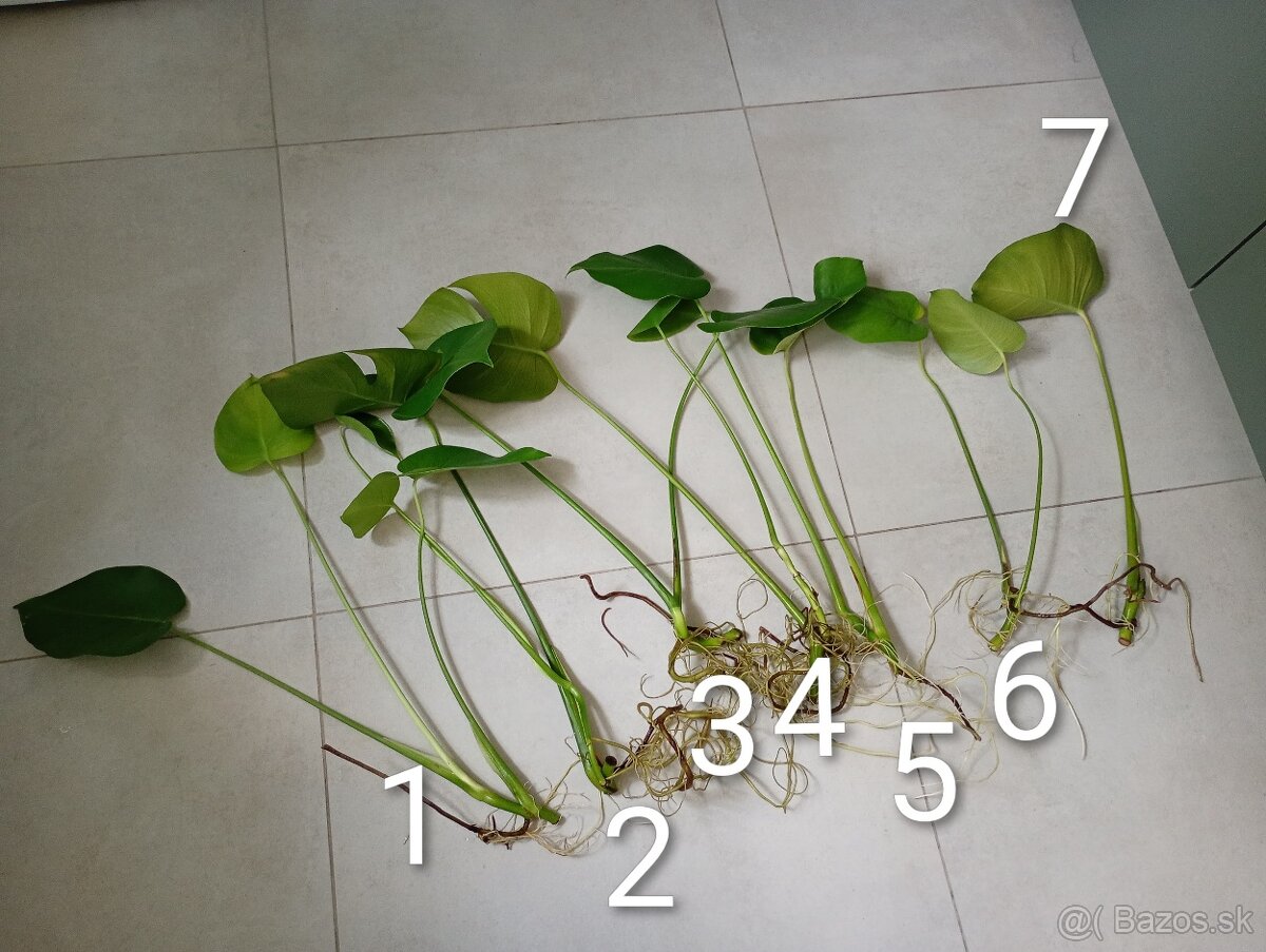 Monstera deliciosa