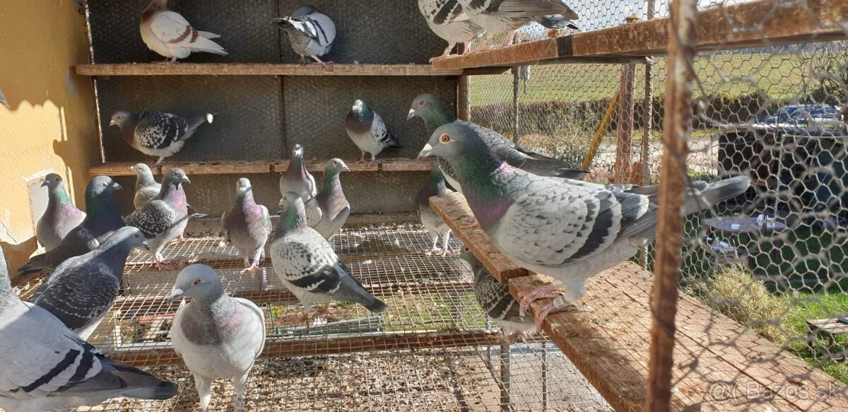 Predám poštové holuby / Eladók postagalambok