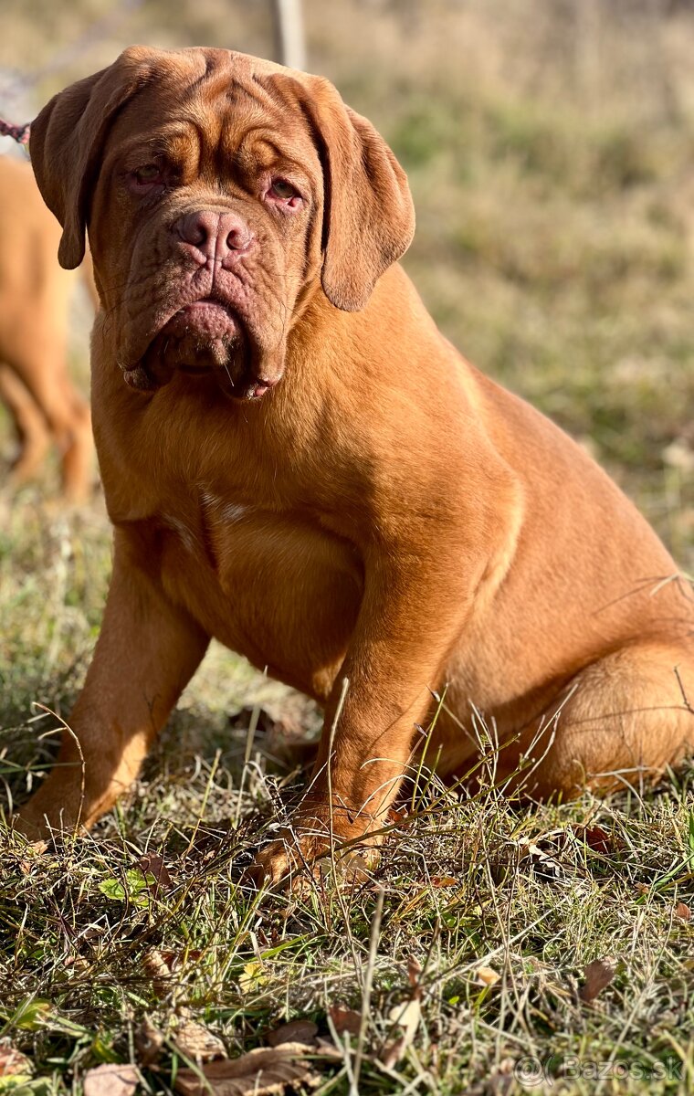 Bordeauxská doga s PP pes
