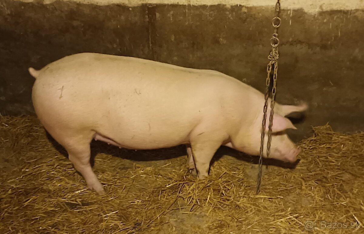 PREDÁM VYKŔMENÉ PRASA