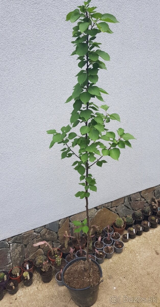 Marhula