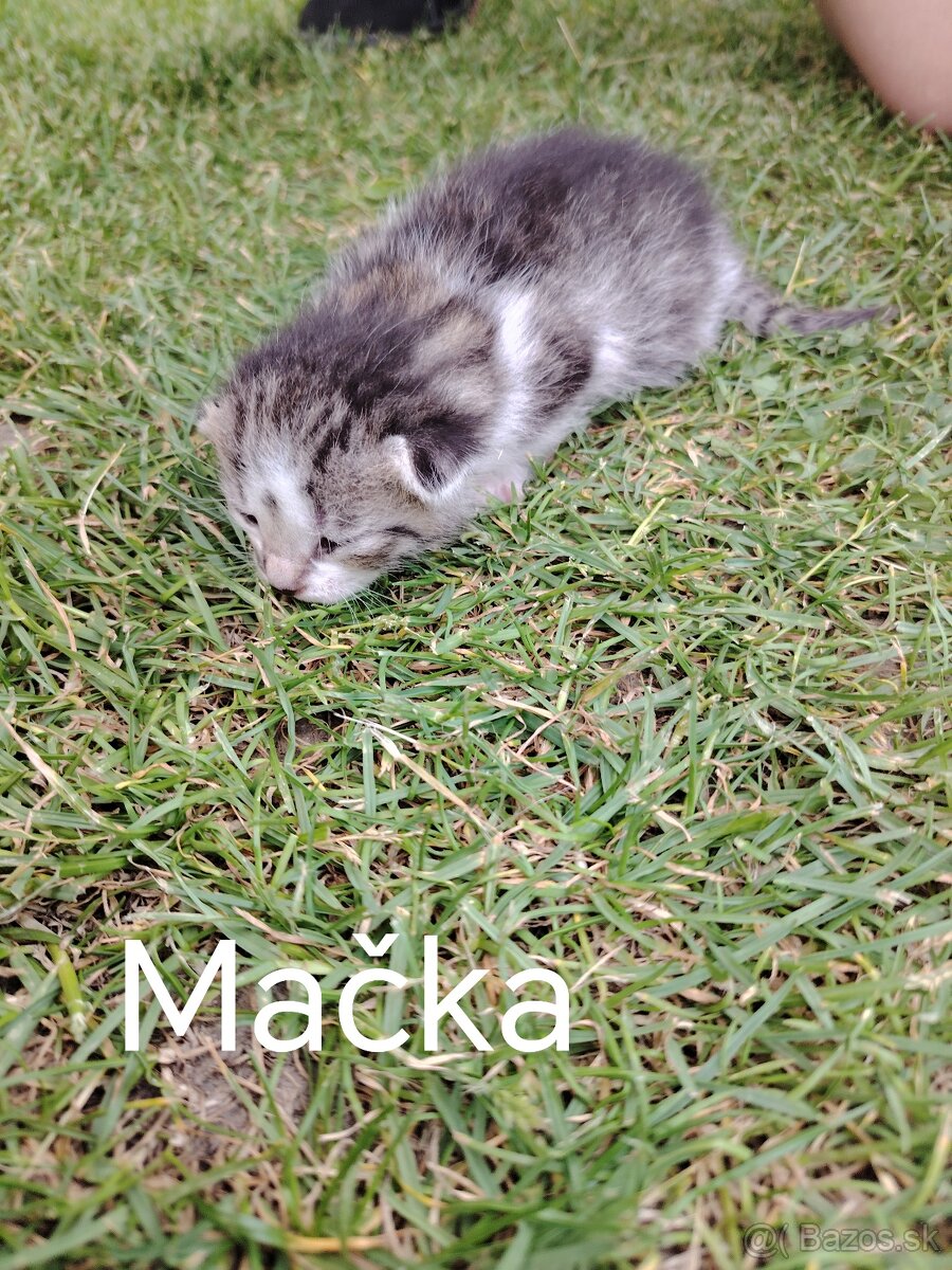 Maciatka