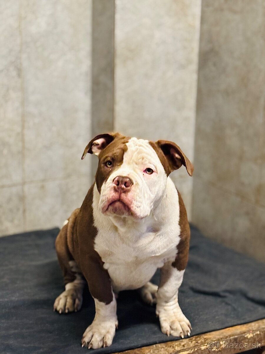 American Bully