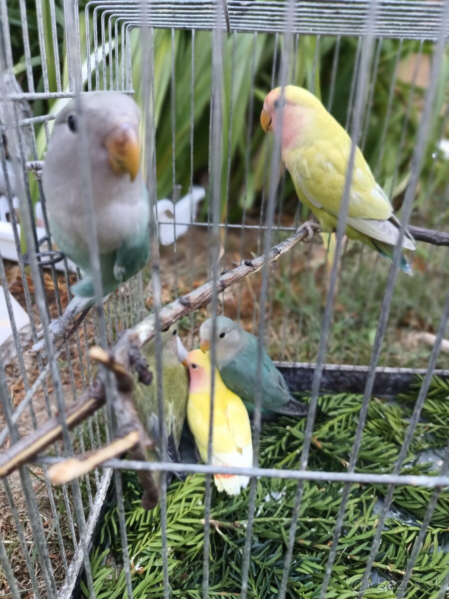 Agapornis ruzovohrdly